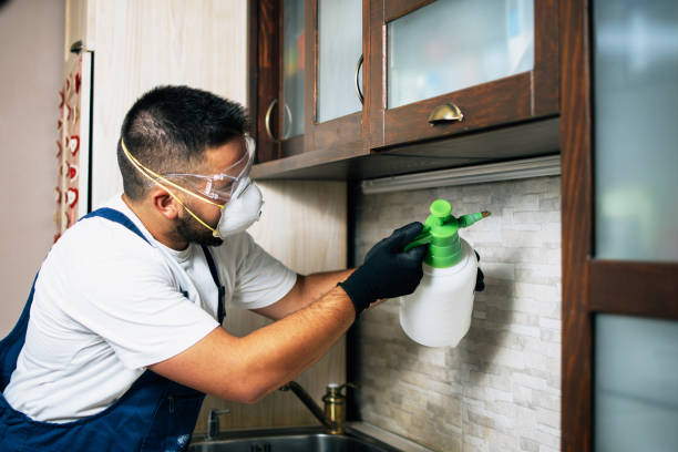 Best Flea Control Services  in Old Town, ME
