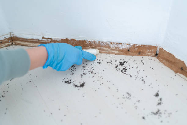 Pest Control for Restaurants in Old Town, ME